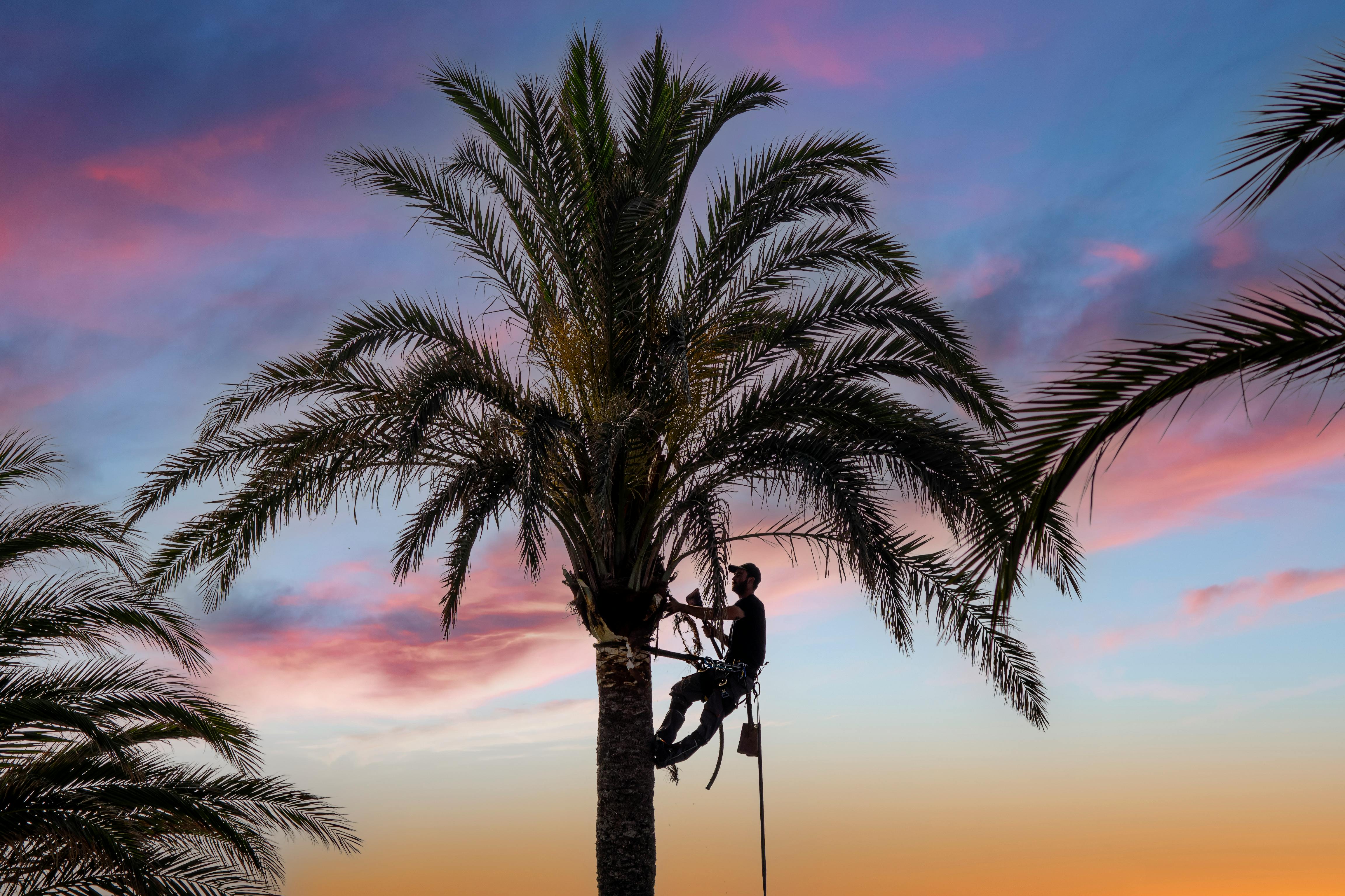 Palm Tree Maintenance